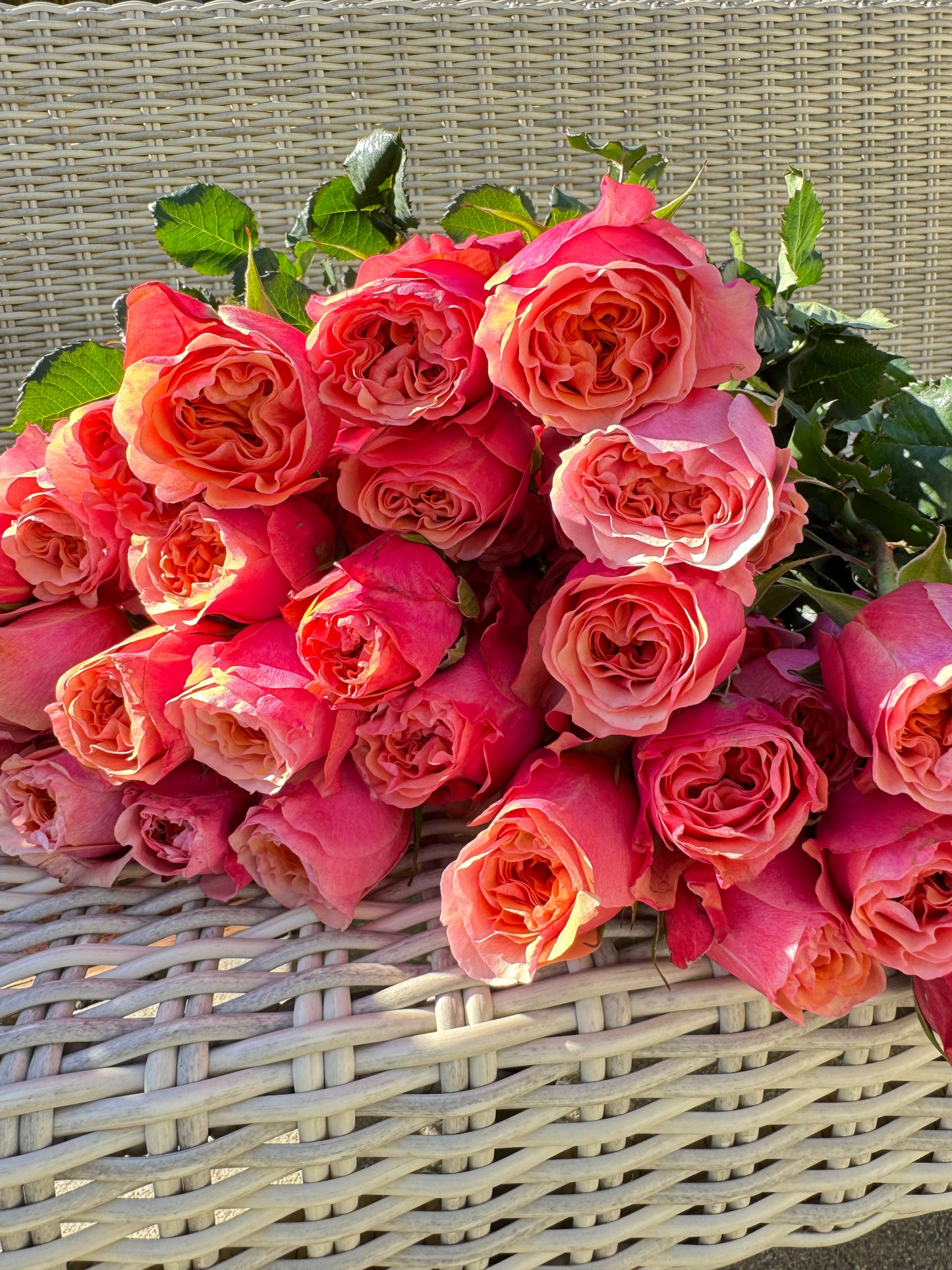 Rose South Park 南方公园 6 inch size own roots