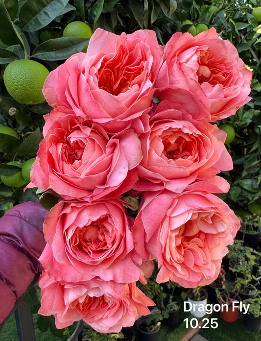 Rose Dragon Fly 4inch size own root