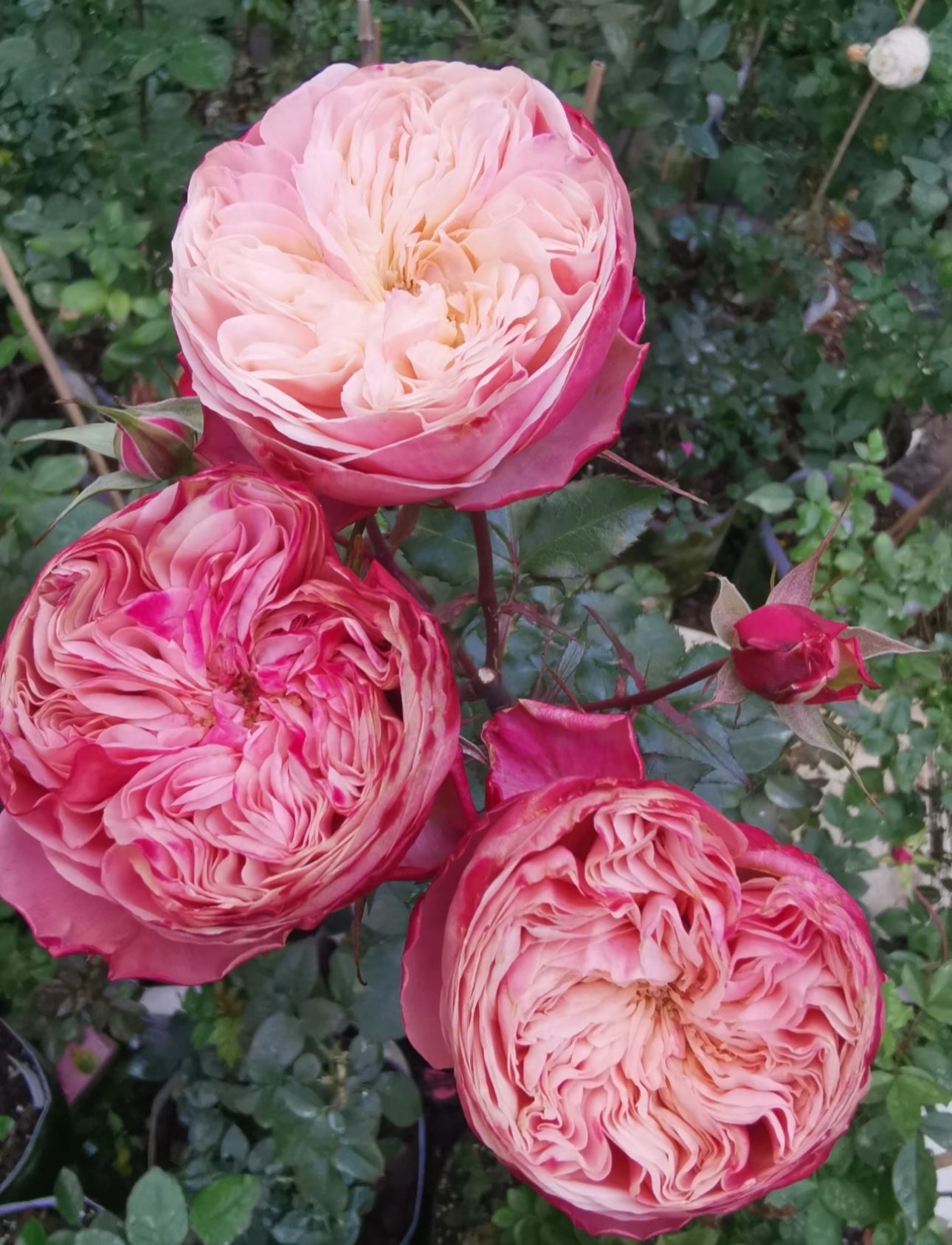 Pre-Order Victoria Classic 1 gallon size