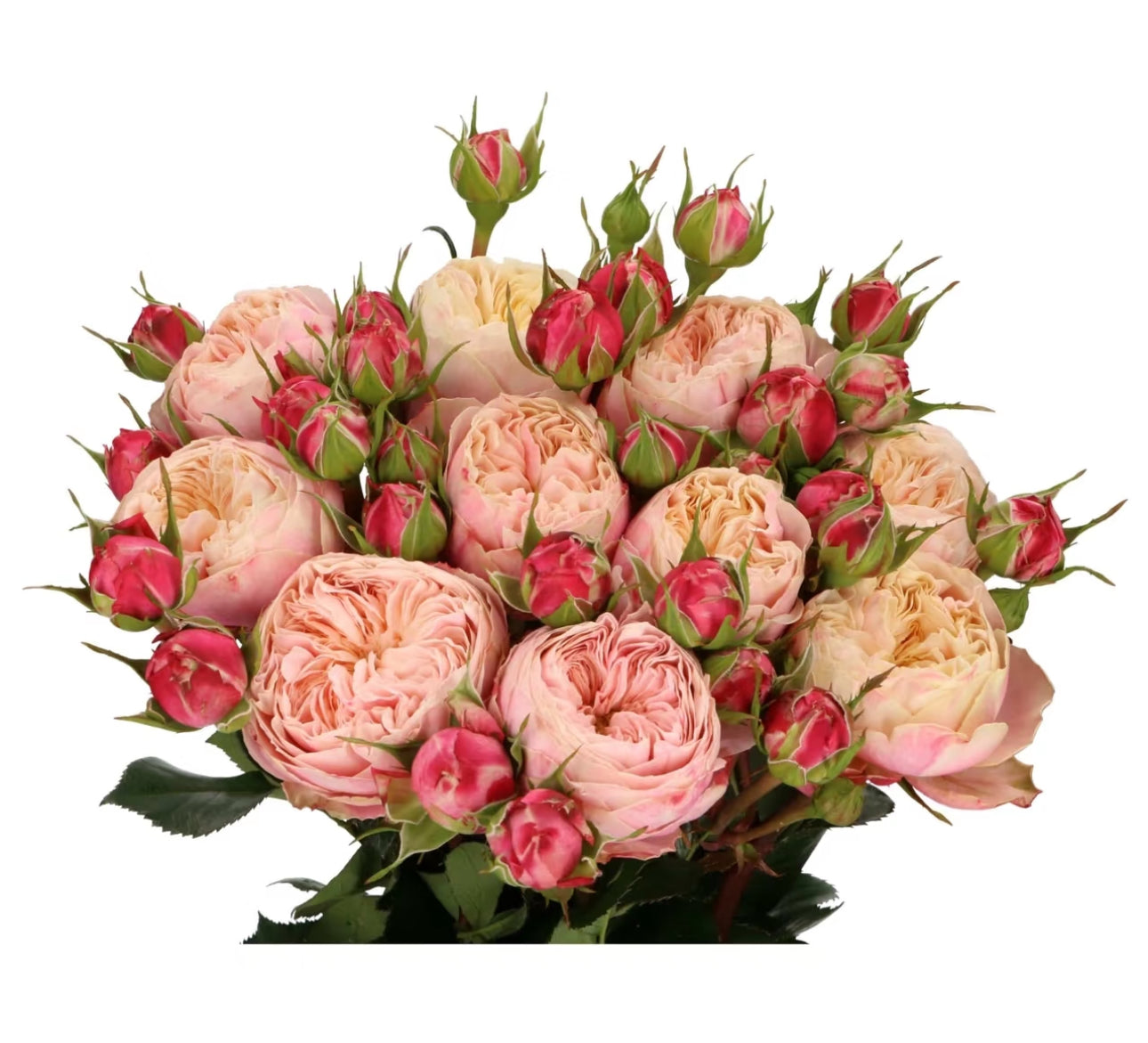 Pre-Order Victoria Classic 1 gallon size