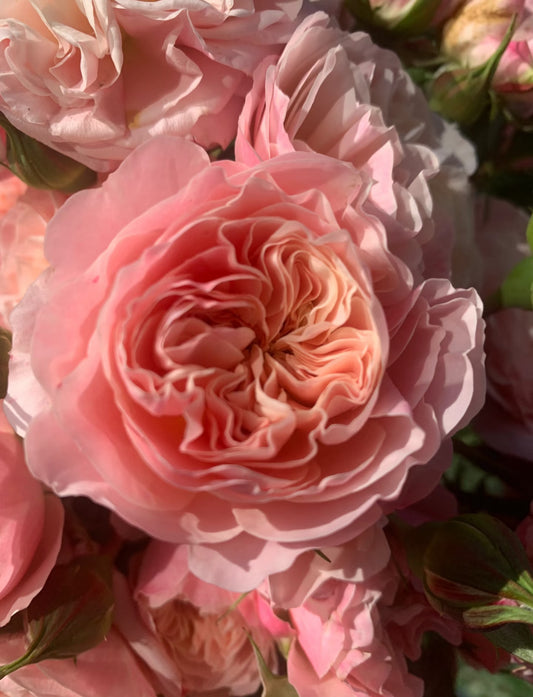 Pre-Order Victoria Classic 1 gallon size