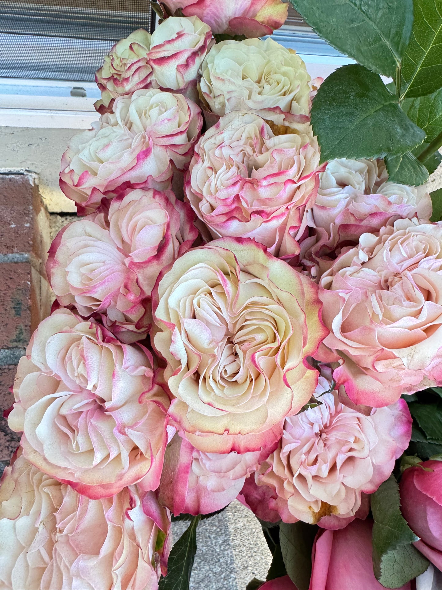 Rose Country Candy 4inch size