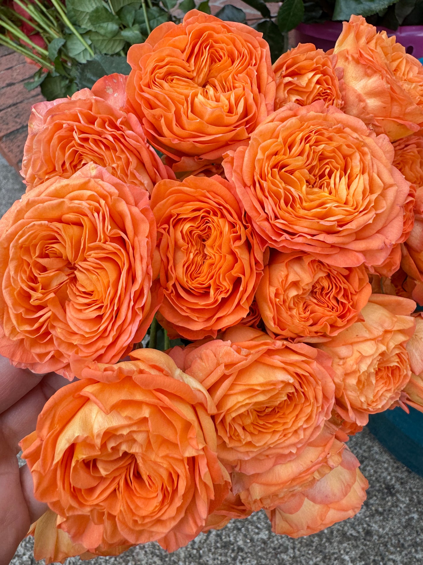 Orange Trendsetter 橙色潮流 4 inch pot-Own root