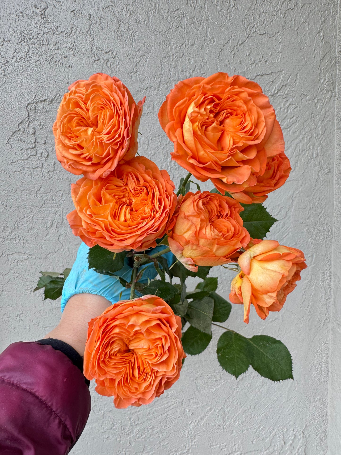 Orange Trendsetter 橙色潮流 4 inch pot-Own root