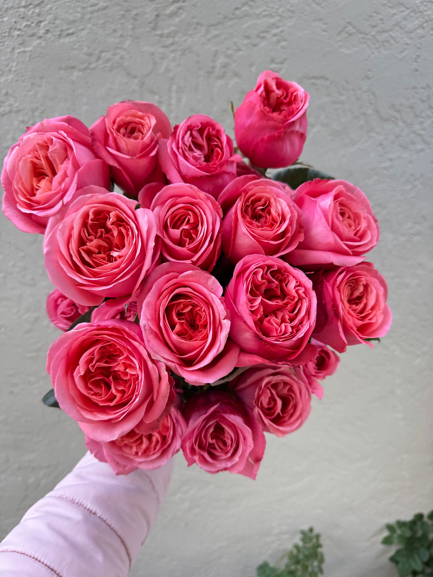 Rose Pink X-Pression 6inch size own roots