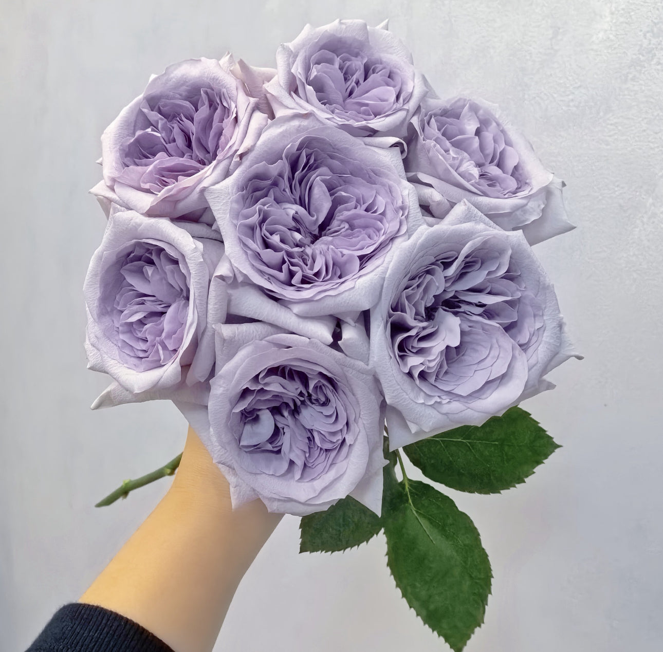 Pre-Order Purple O’Hara ( Lychee )1 Gallon own roots