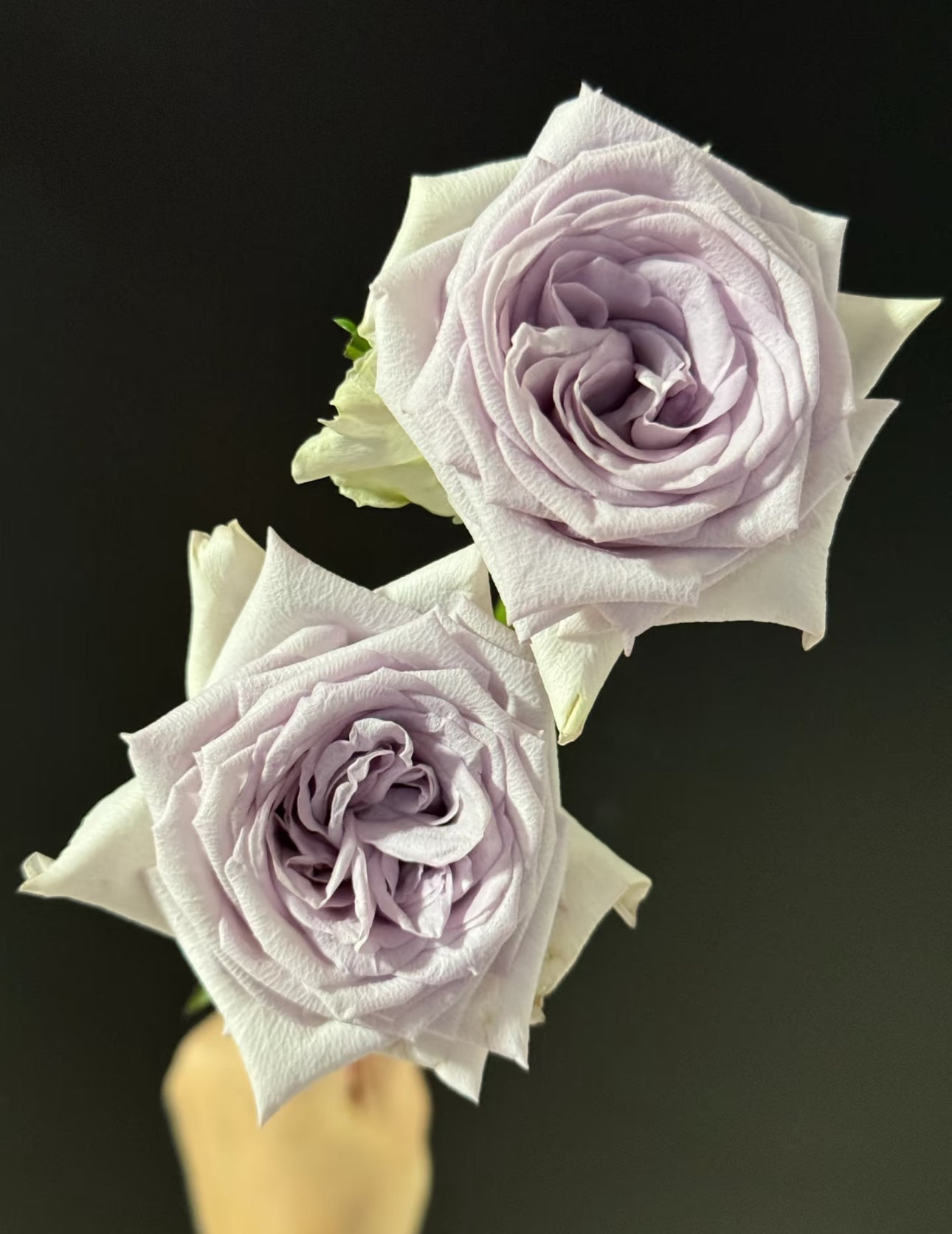 Pre-Order Purple O’Hara ( Lychee )1 Gallon own roots