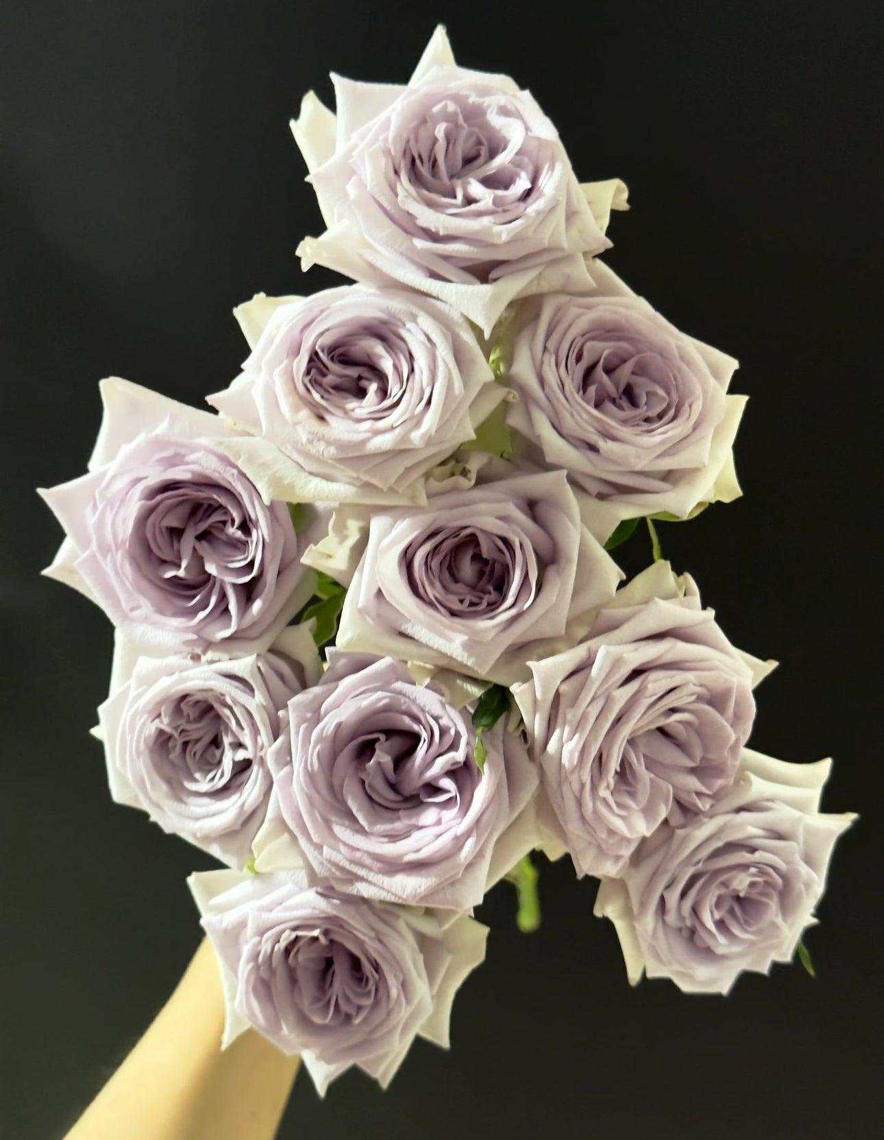 Pre-Order Purple O’Hara ( Lychee )1 Gallon own roots