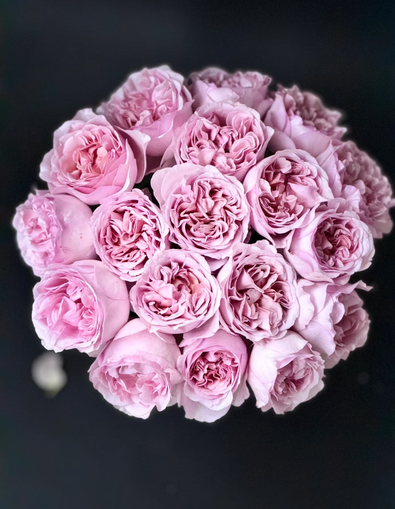 Pre-order Chocolate Romantica 巧克力浪漫 1 Gallon size