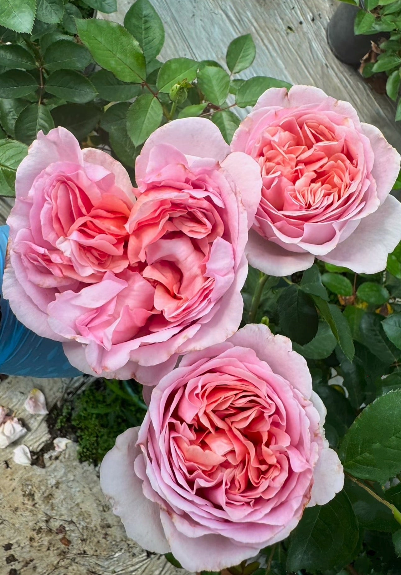 Pre-order Chocolate Romantica 巧克力浪漫 1 Gallon size