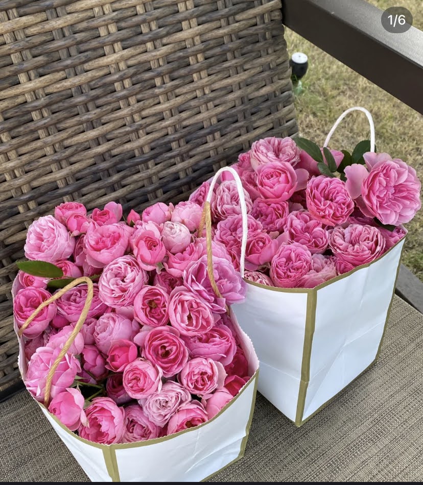 Rose “Pomponella“ 艾拉绒球 Pink Climbing Rose Live Plant Rare Color Shrub 6 ich