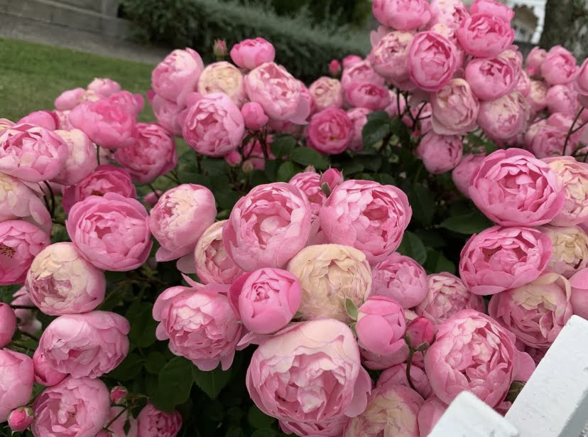 Rose “Pomponella“ 艾拉绒球 Pink Climbing Rose Live Plant Rare Color Shrub 6 ich