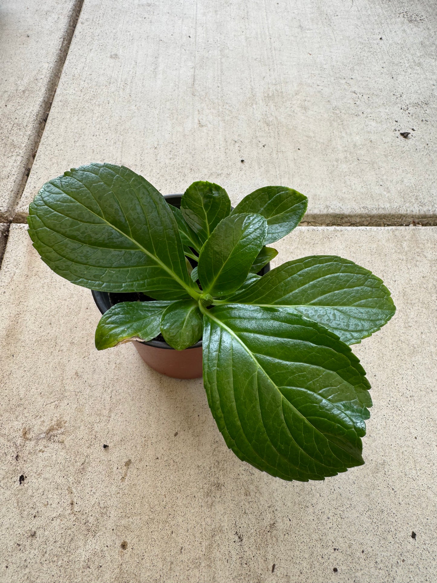 Japanese  Hydrangea  Mangekyou （万华镜） -6 inch size