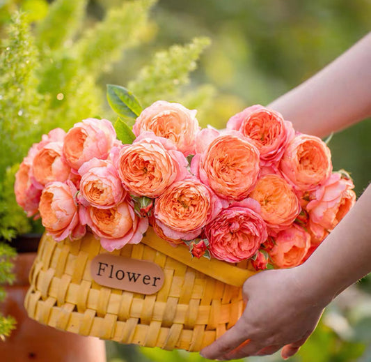 Pre-Order Chinese Rose Juzi 橘子 1 gallon size