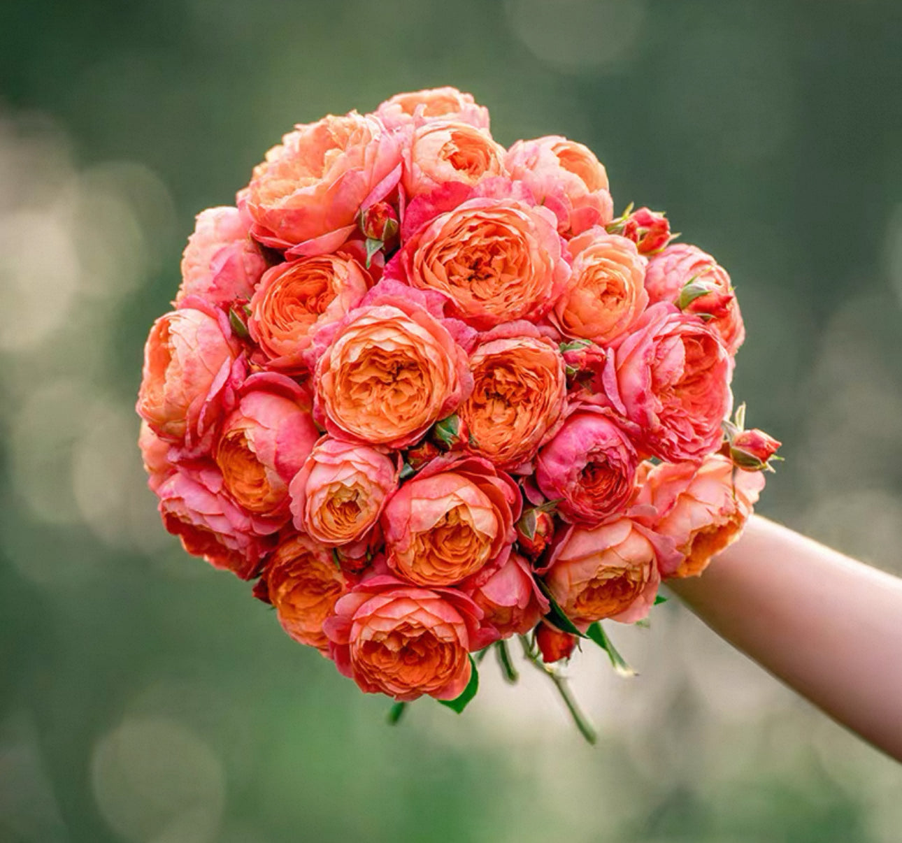 Pre-Order Chinese Rose Juzi 橘子 1 gallon size