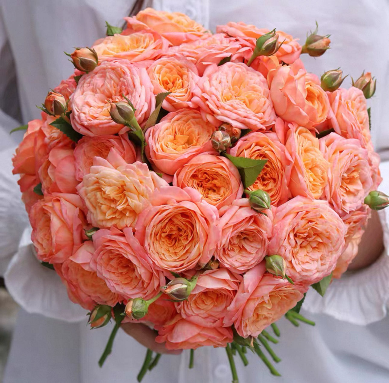 Pre-Order Chinese Rose Juzi 橘子 1 gallon size