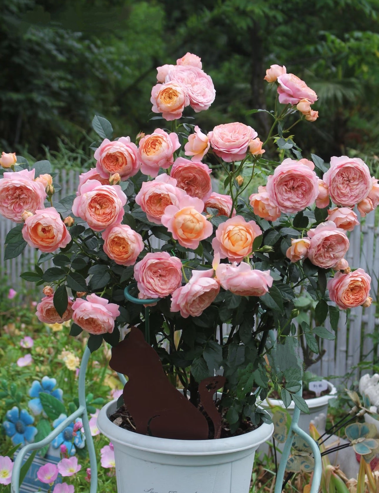 Pre-Order Chinese Rose Juzi 橘子 1 gallon size