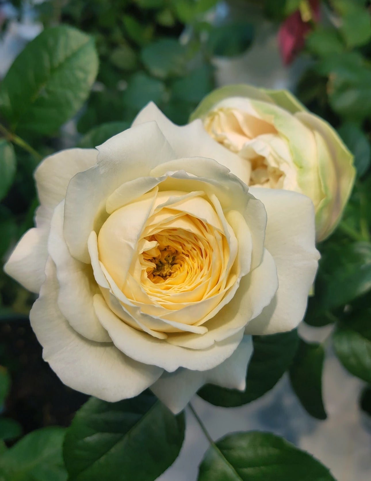 Pre-Order Royal Park 皇家园林 Netherlands Florist Shrub Rose
