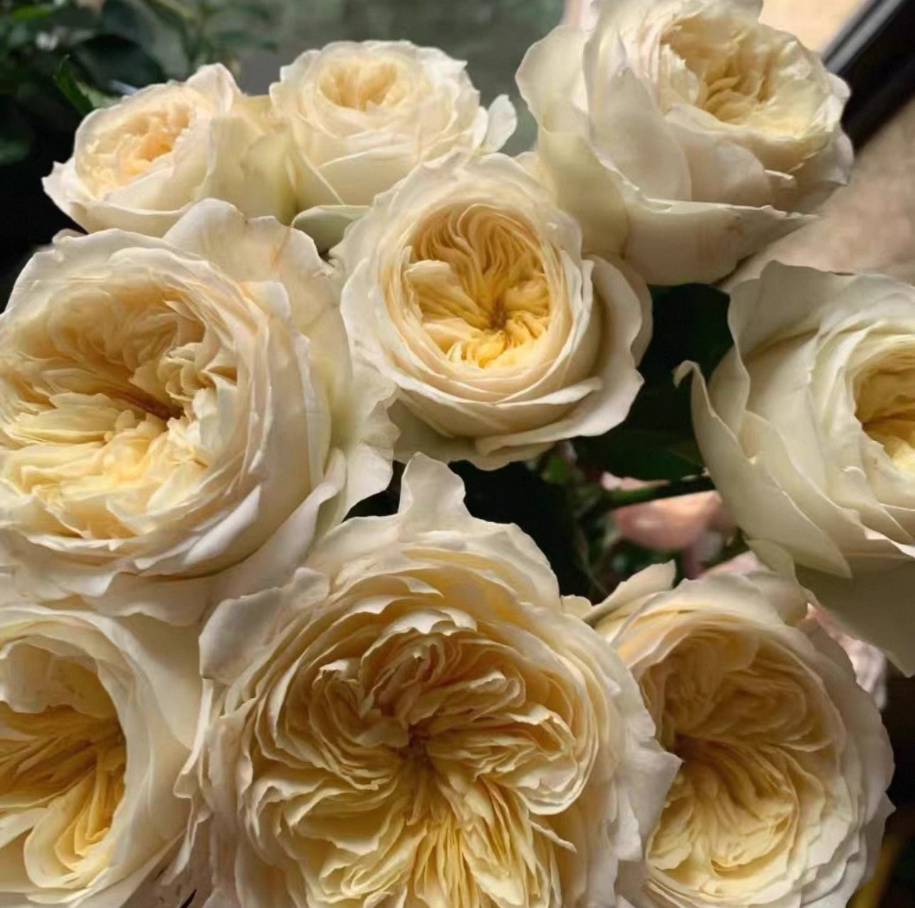 Pre-Order Royal Park 皇家园林 Netherlands Florist Shrub Rose
