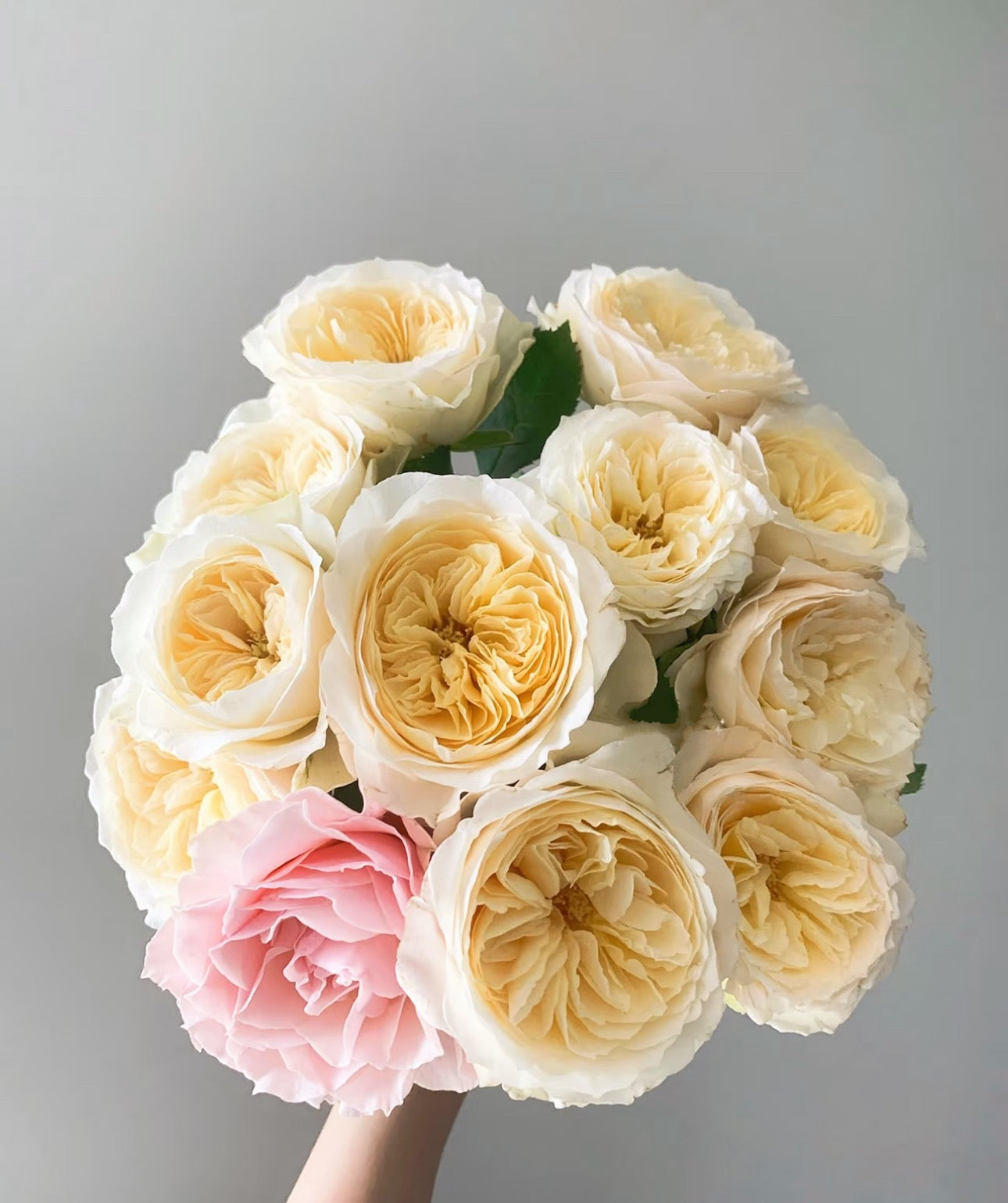 Pre-Order Royal Park 皇家园林 Netherlands Florist Shrub Rose