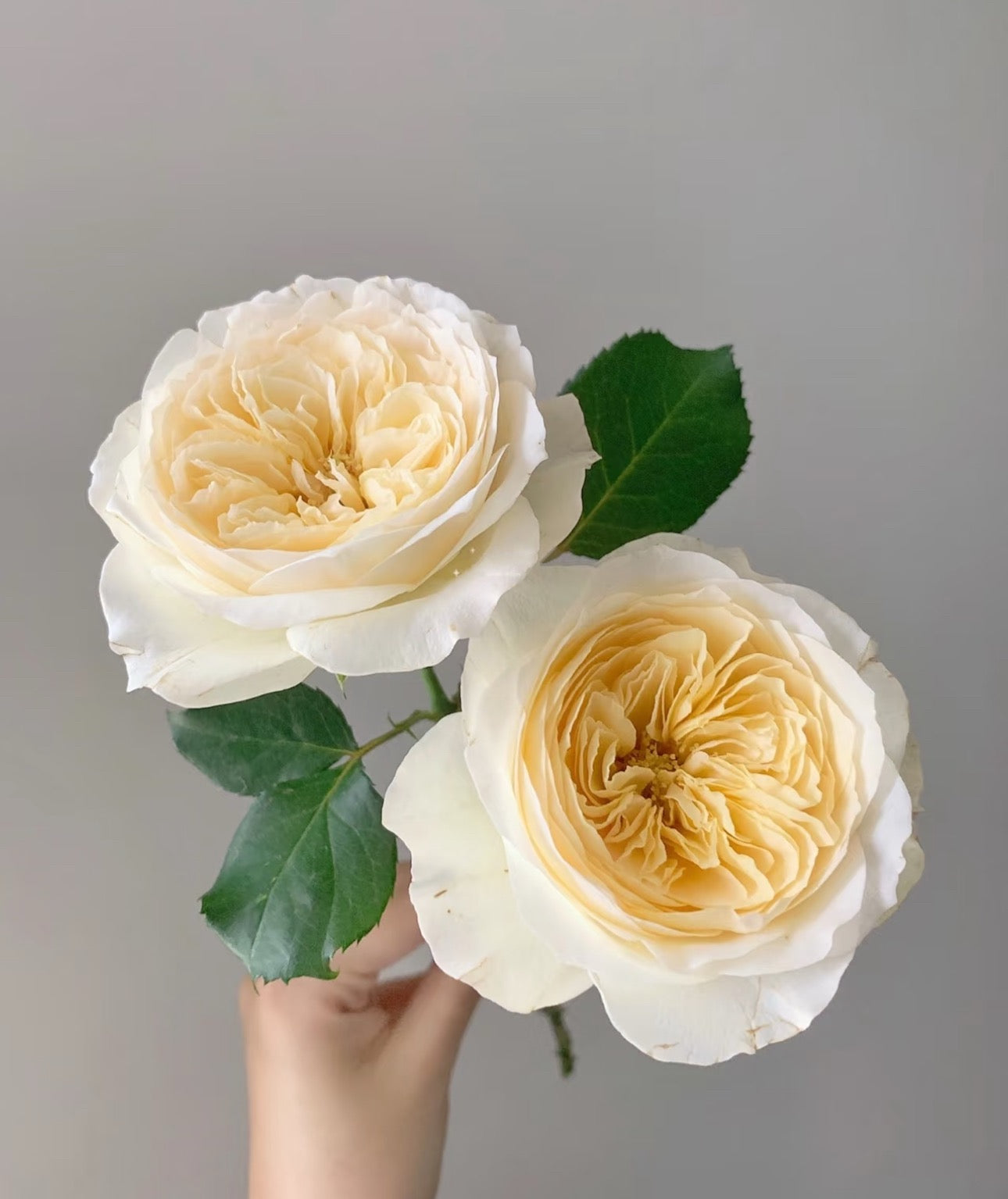Pre-Order Royal Park 皇家园林 Netherlands Florist Shrub Rose