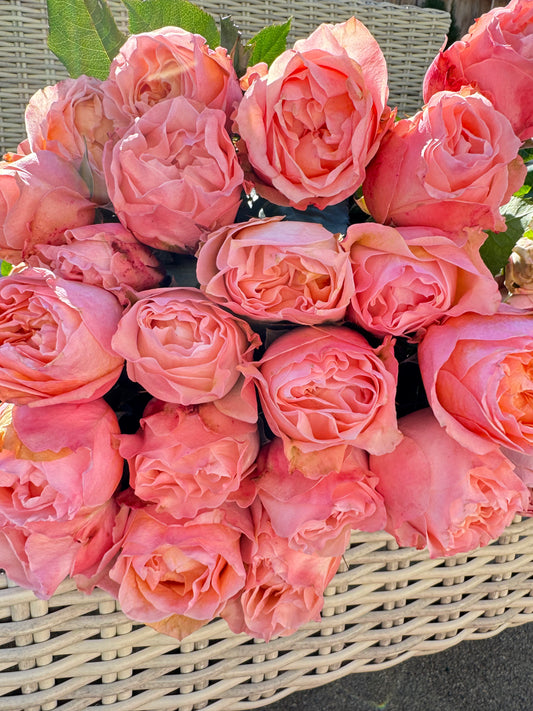 Rose Georgia Peach 蜜桃乔治亚 6inch Size