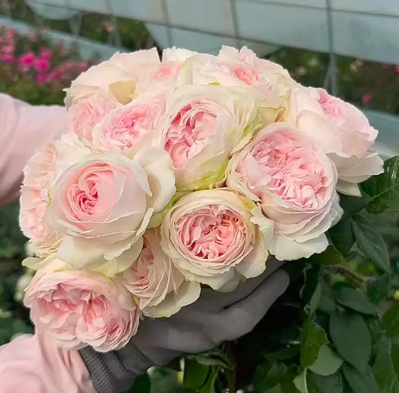 Rose Lorena Summerhouse  6 inch to1 Gallon size