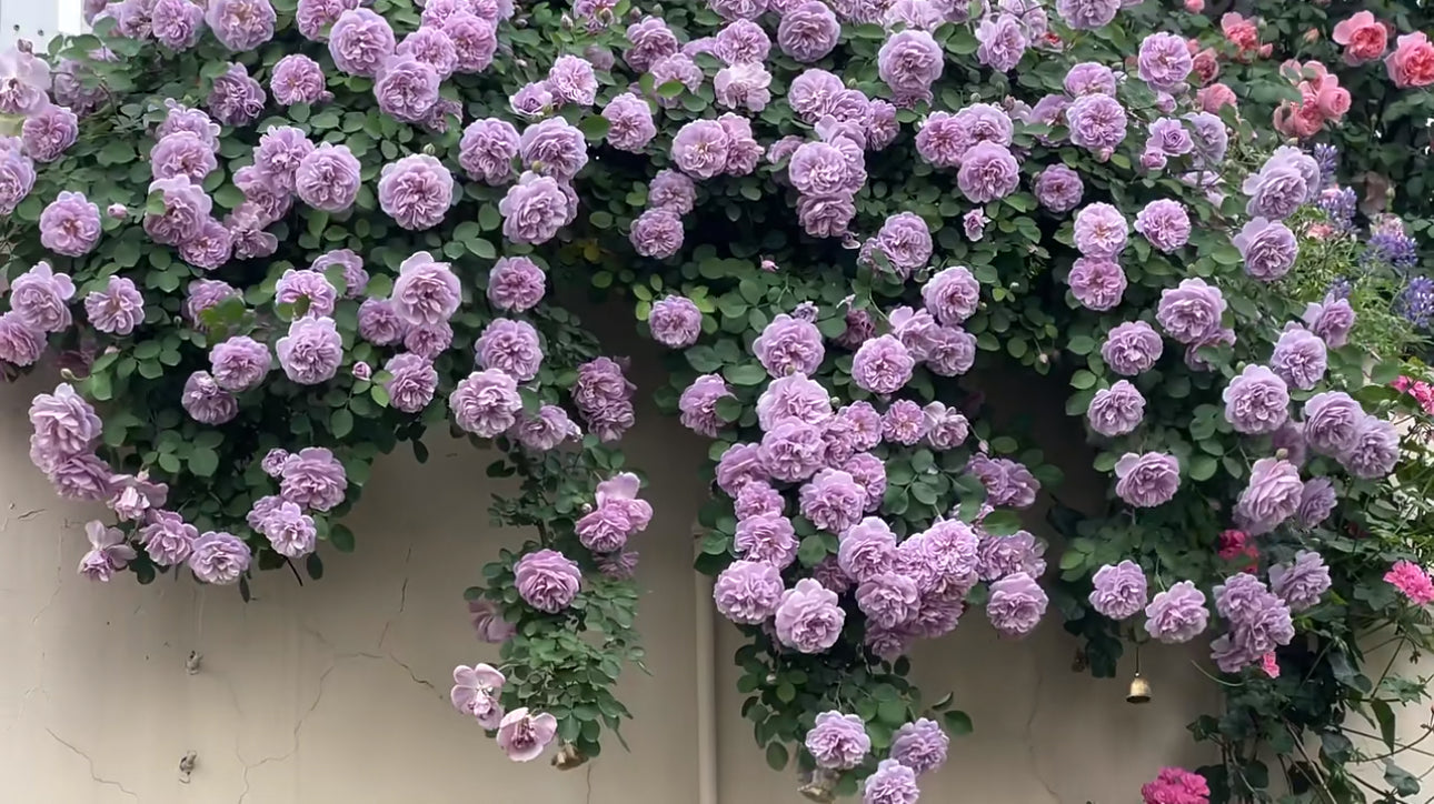Rose Rainy Blue 1 Gallon live plant