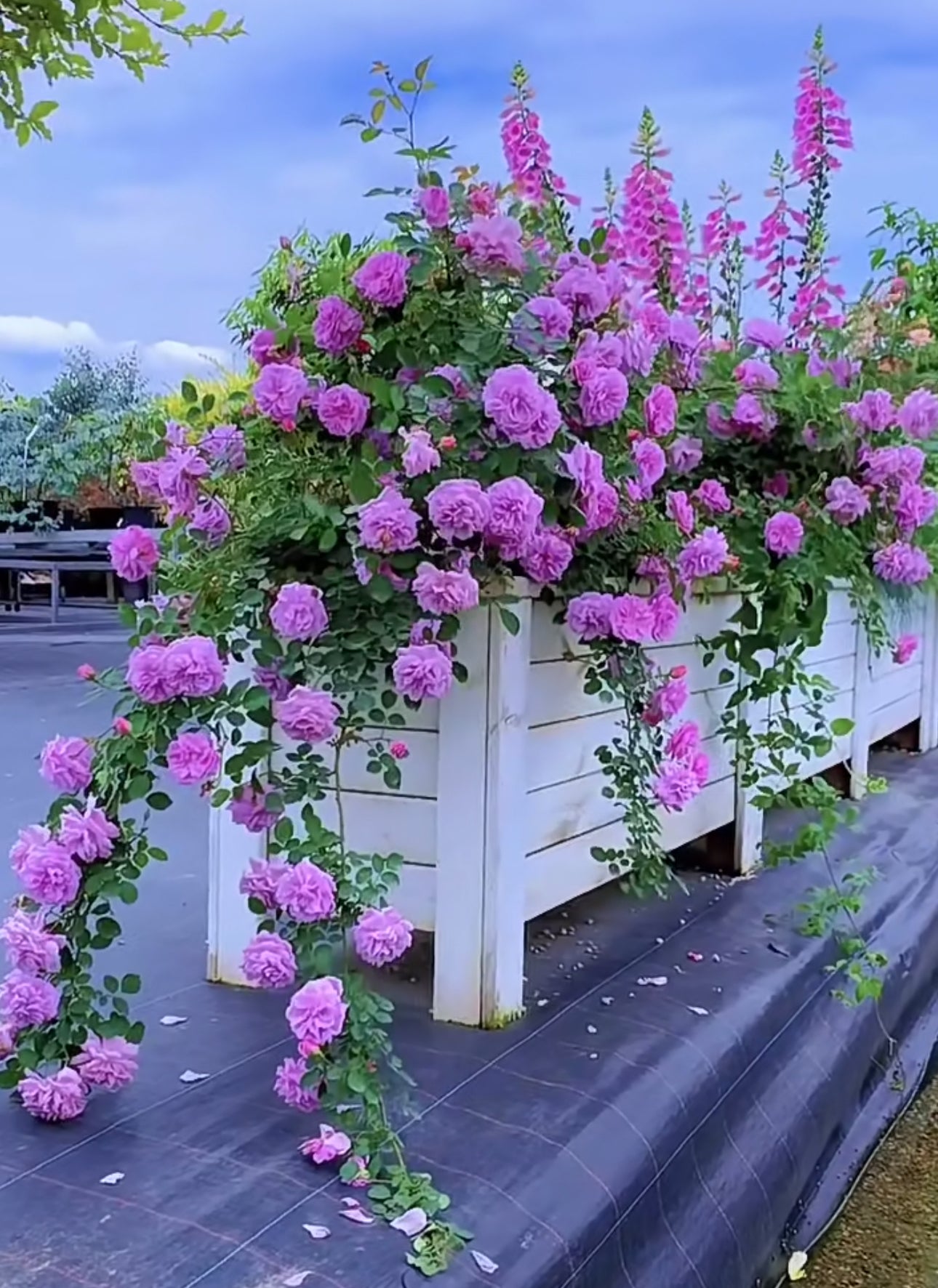 Rose Rainy Blue 1 Gallon live plant