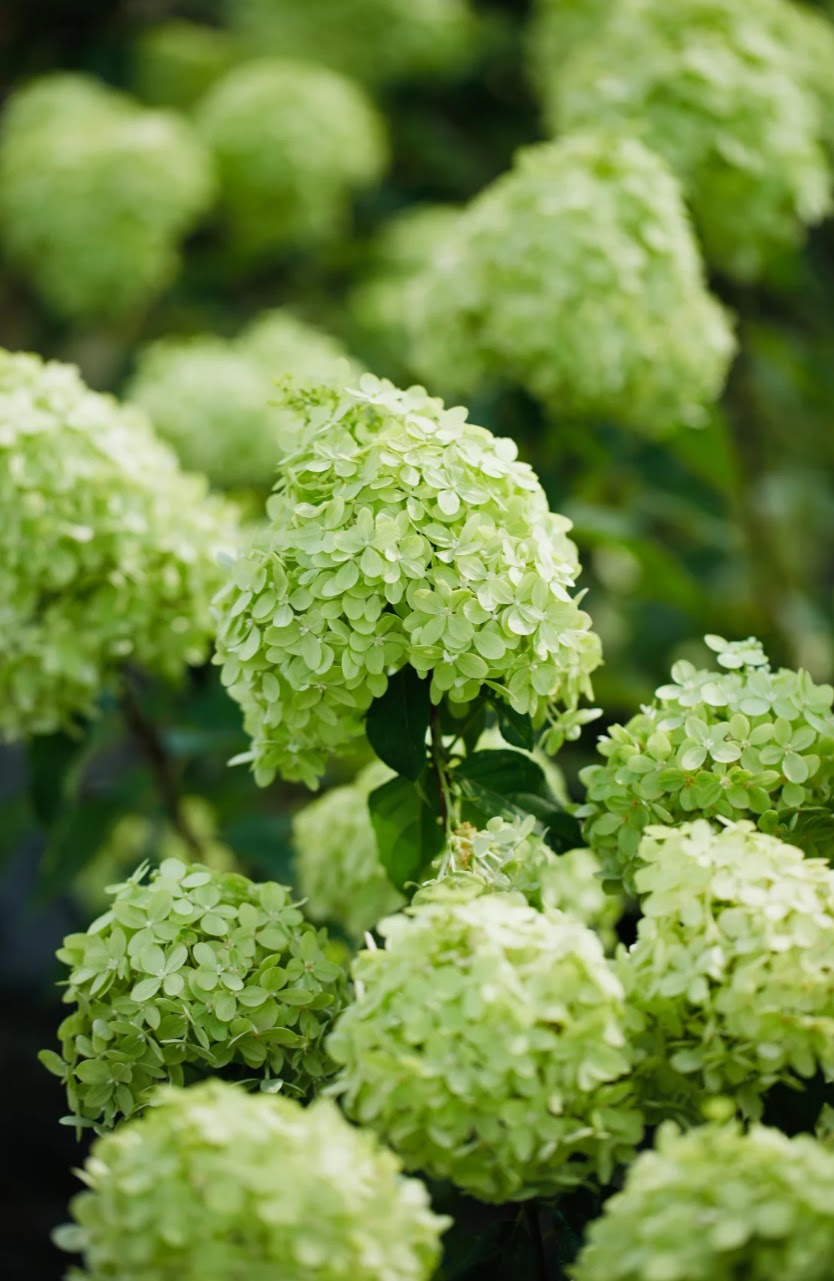 Hydrangea Vibrant Lime  活力青柠 -3 Gallon live plant