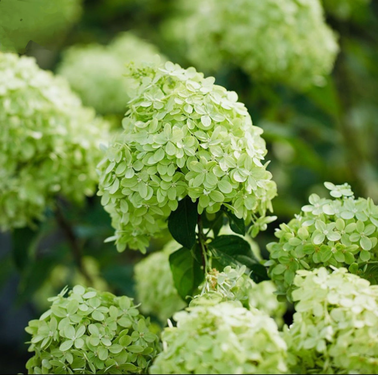 Hydrangea Vibrant Lime  活力青柠 -3 Gallon live plant