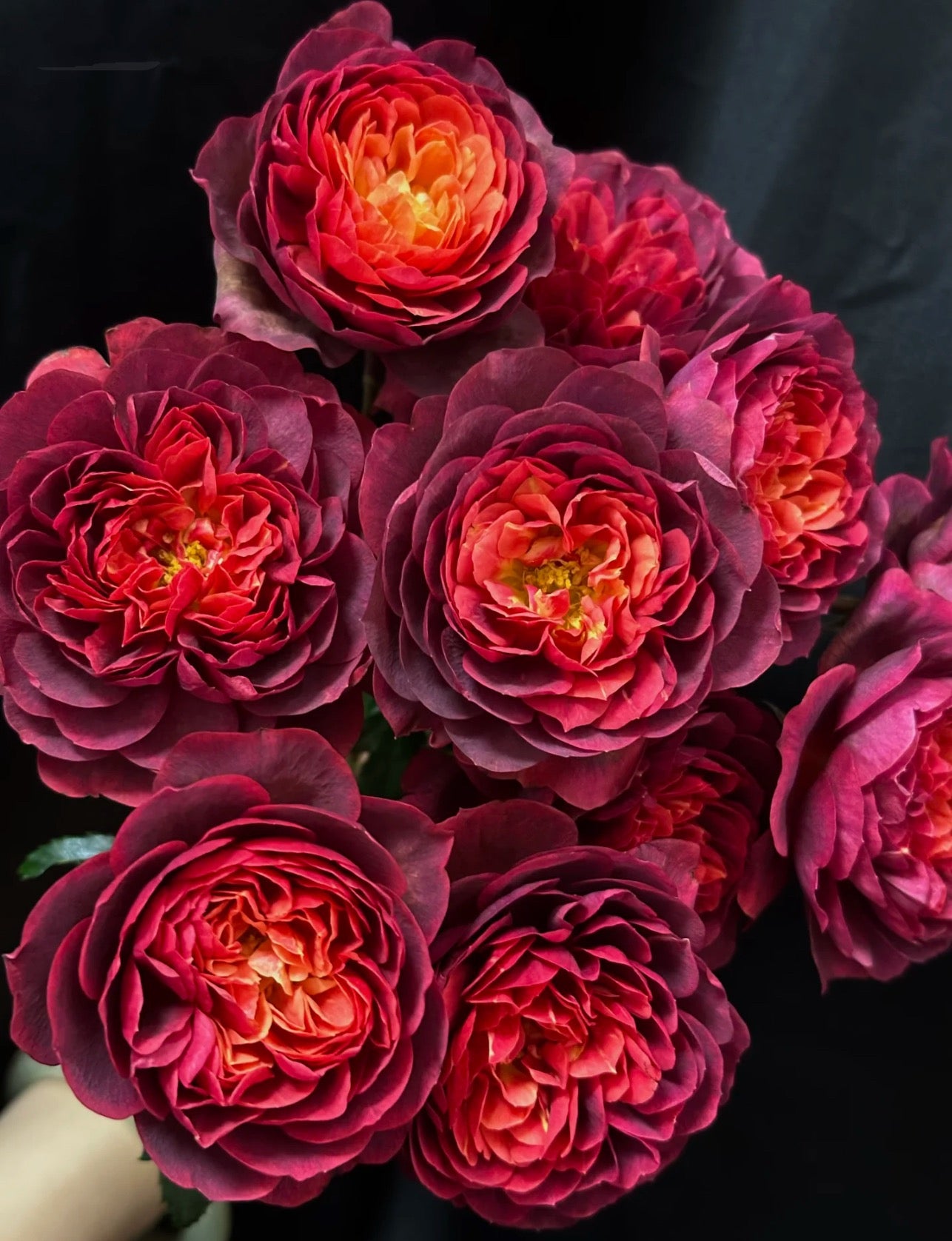 Juicy Terrazza  Dark red  绝色果汁 1 Gallon size
