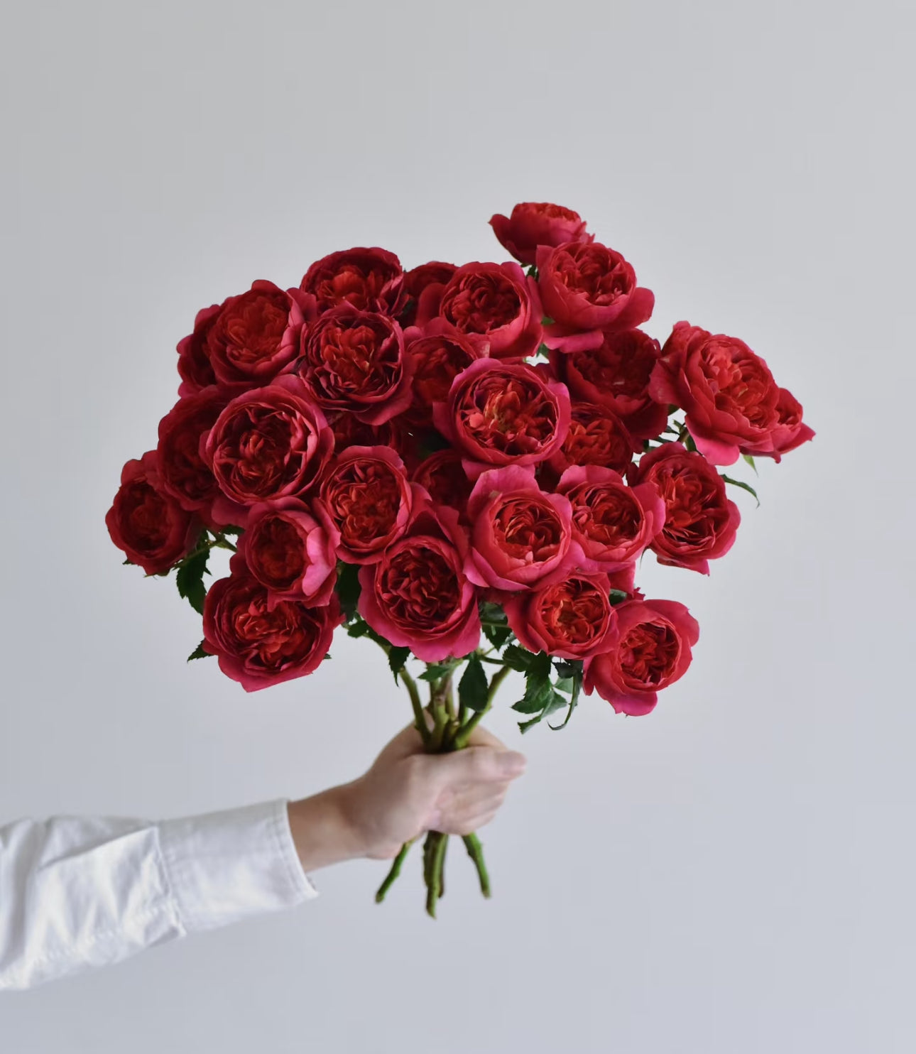 Juicy Terrazza  Dark red  绝色果汁 1 Gallon size