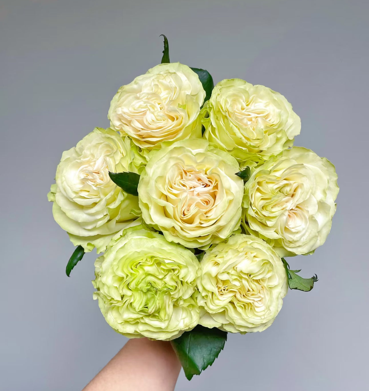 Rose Dynamic -1 Gallon size