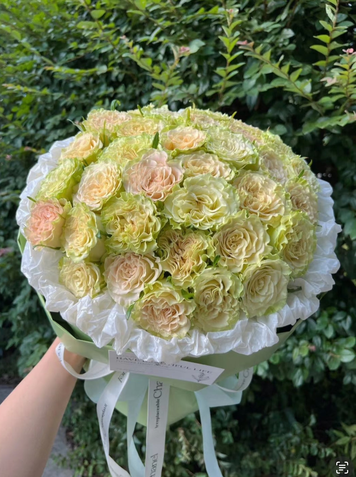 Rose Dynamic -1 Gallon size
