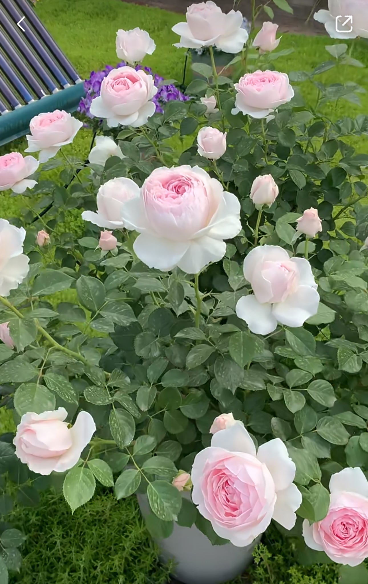 Rose  Christiana (尘世天使） 1 Gallon Live rose plant