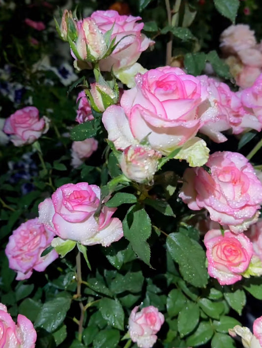 Rose Aisha艾莎- 6inch to 1 Gallon size