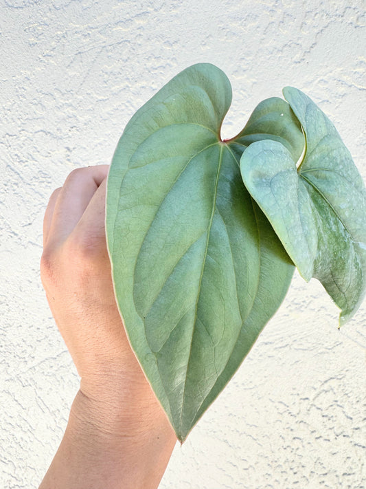 Anthurium Peru Silver