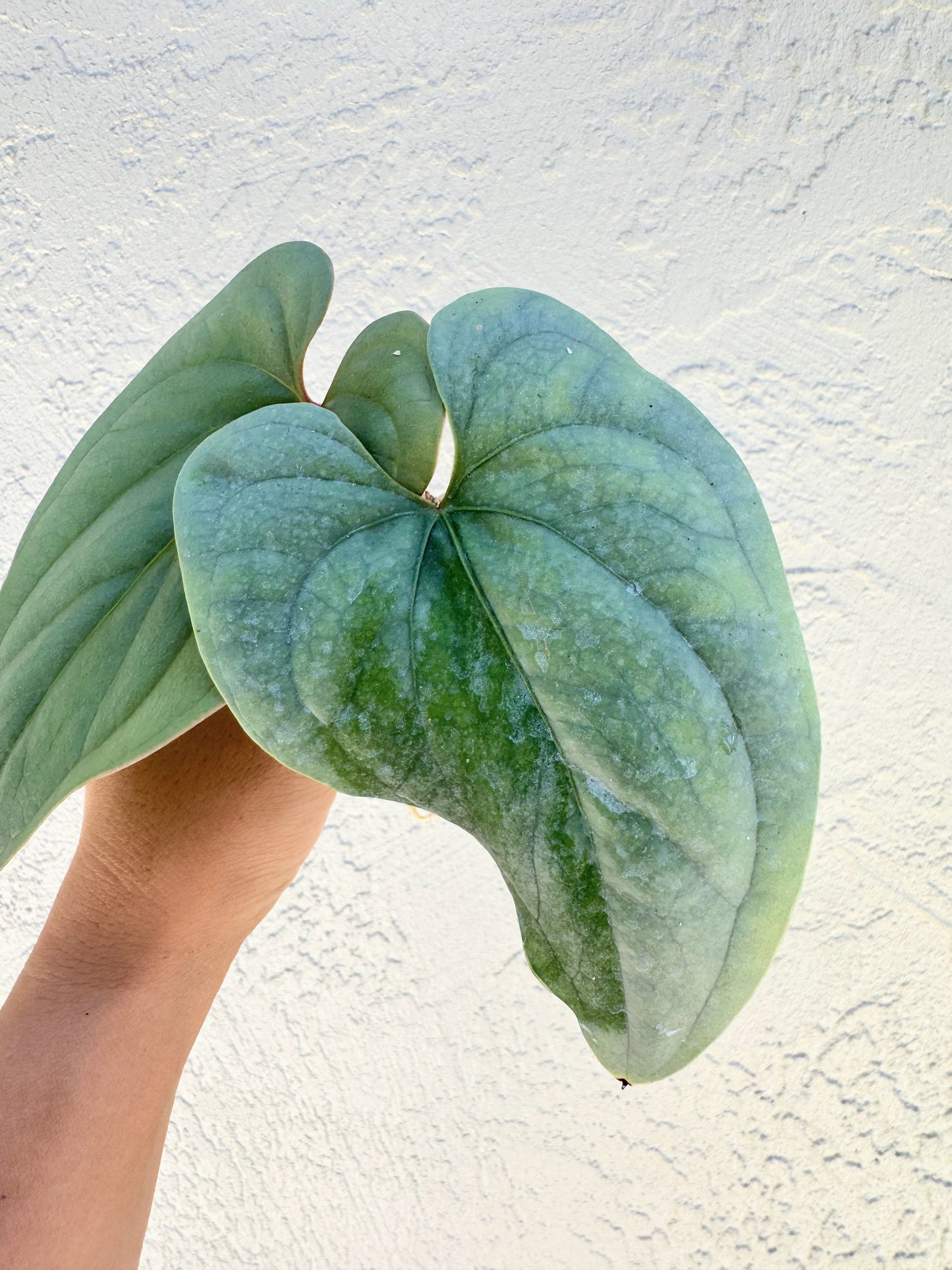 Anthurium Peru Silver