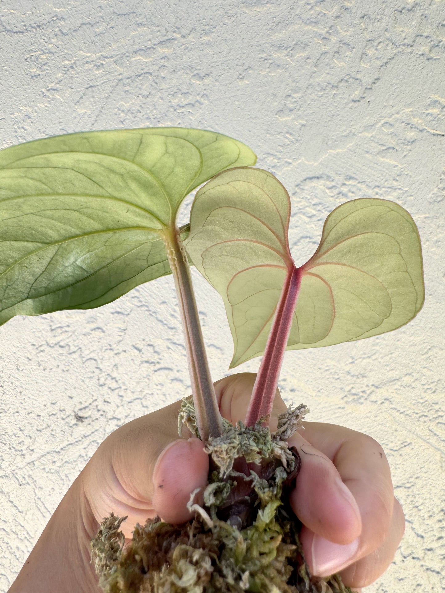 Anthurium Peru Silver