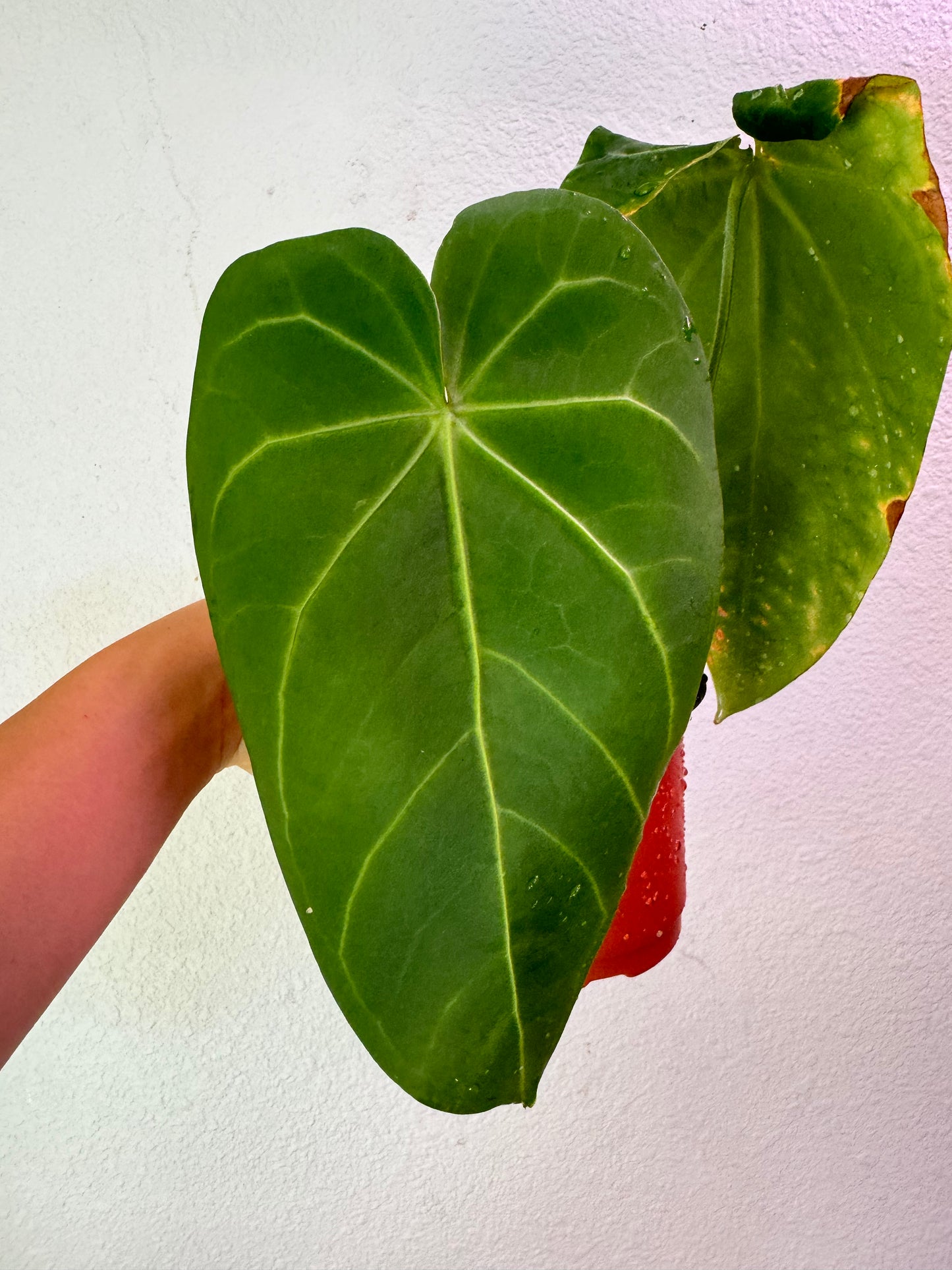 Anthurium Plant (AM)