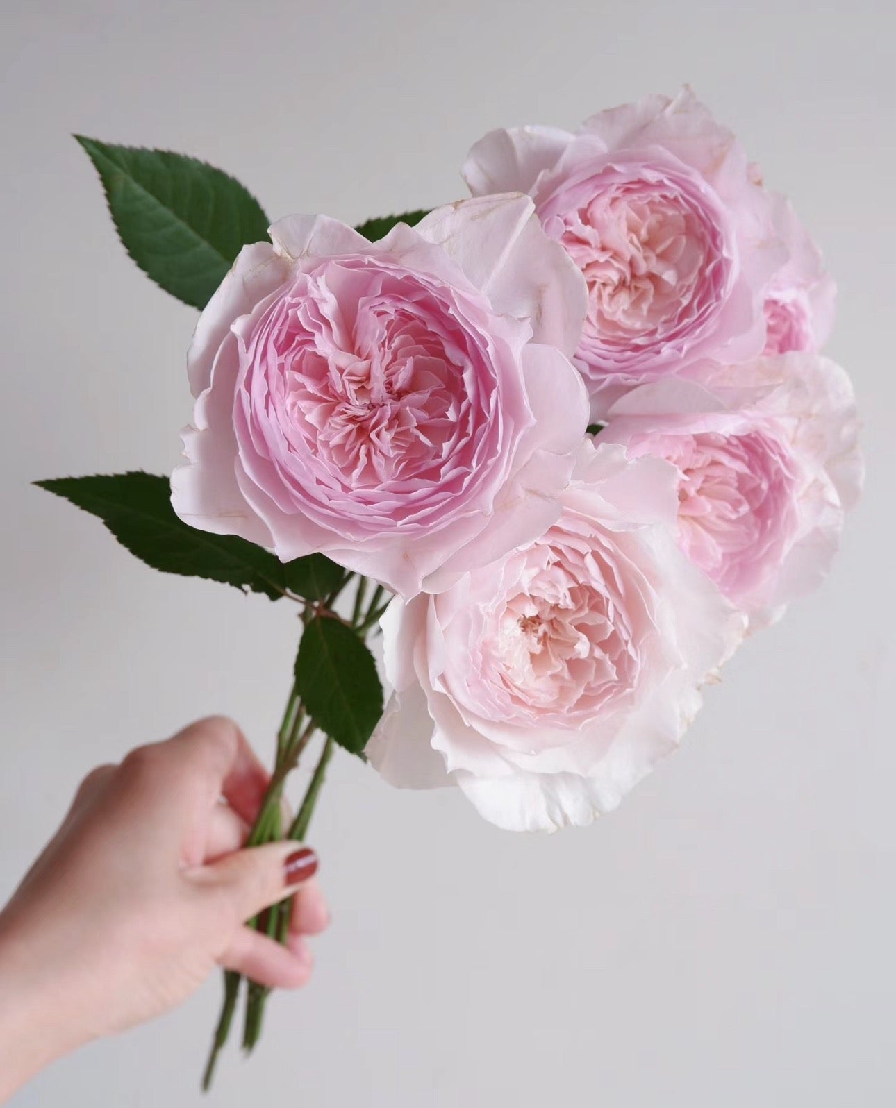 Japanese rose 美咲 Misaki 1 Gallon size pot live plant