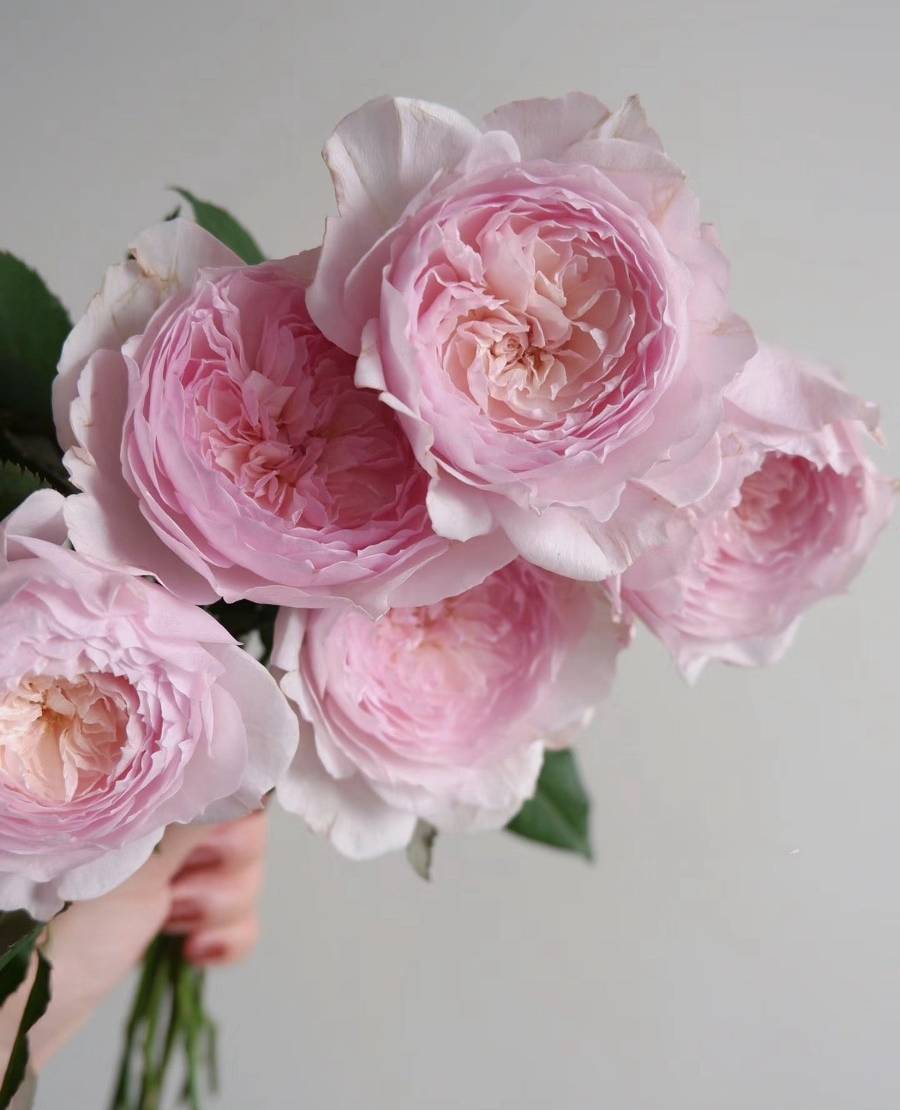 Japanese rose 美咲 Misaki 1 Gallon size pot live plant