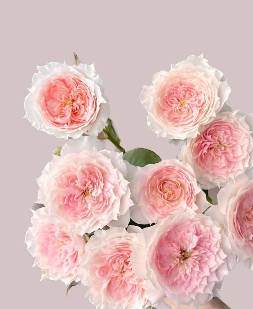 Rose Monique Darve (戴维莫妮卡) - 1 Gallon Size