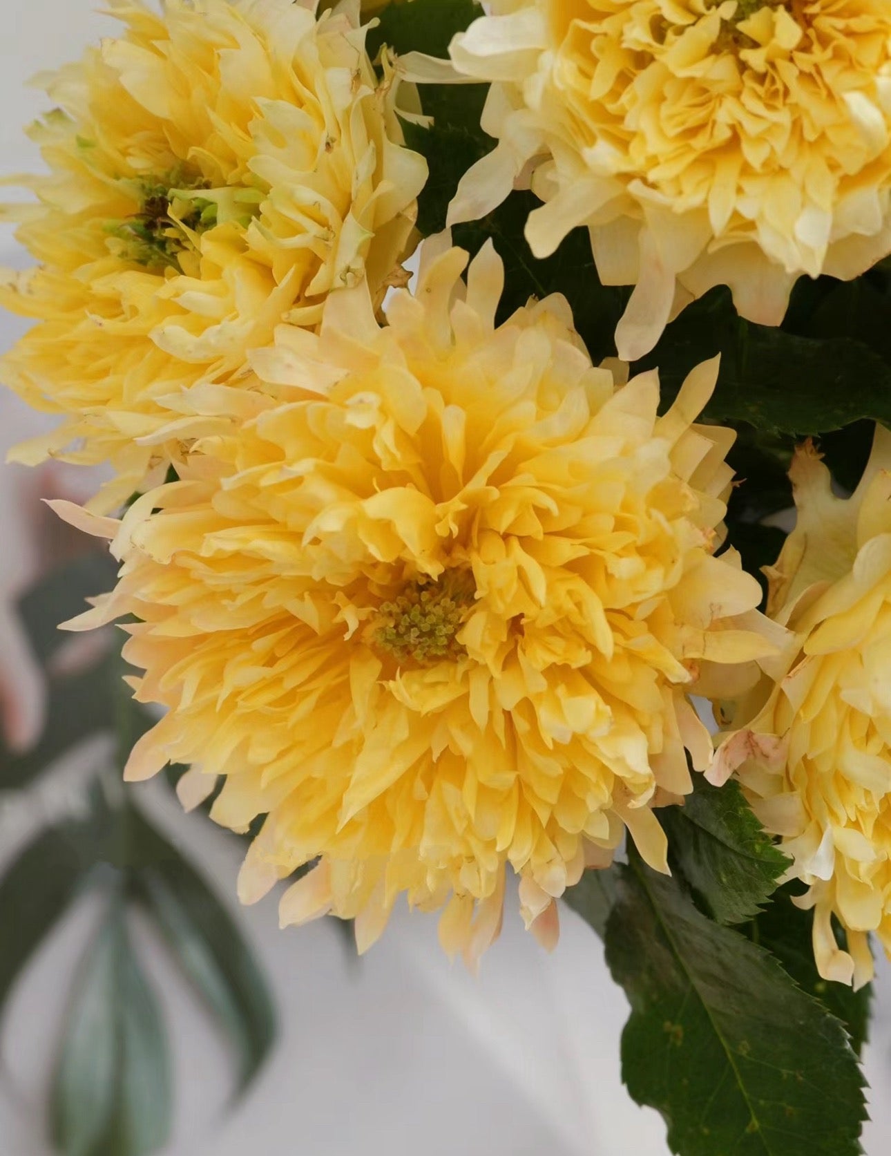 Rose FireRuffle 烟花波浪 1 Gallon size live plant