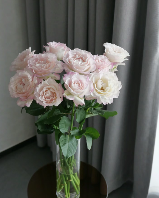 SALE- Japanese cutting rose Sephim セラフィム 六翼天使 1 Gallon live plant