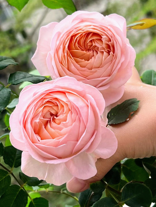 Rose Confiture (果酱) 1 Gallon size  Live Plant Shrub Rose