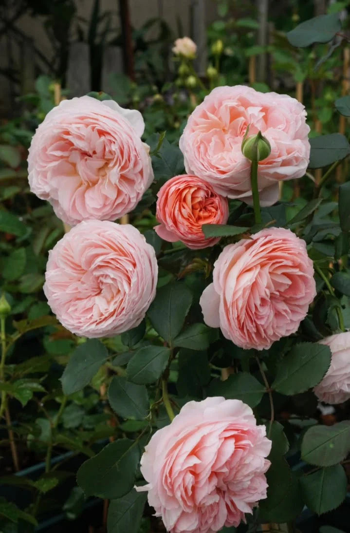 Rose Confiture 6 inch  own root