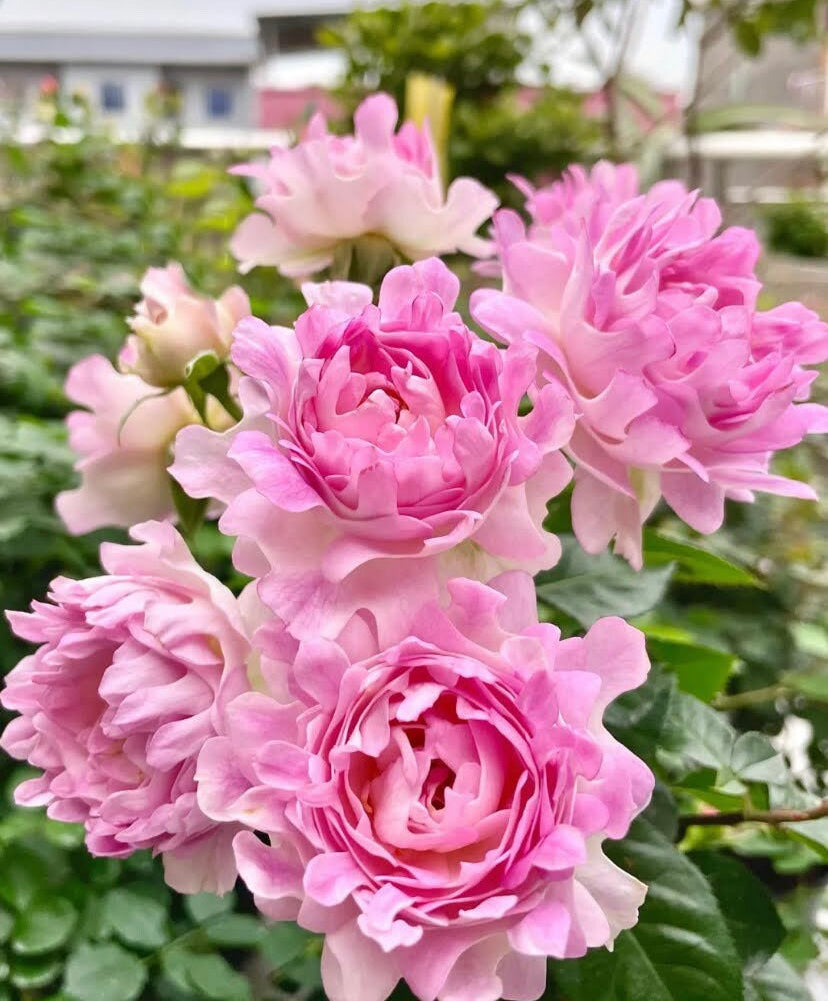 Japanese rare Sea Anemone 海葵 shrub rose (1 Gal live plant)