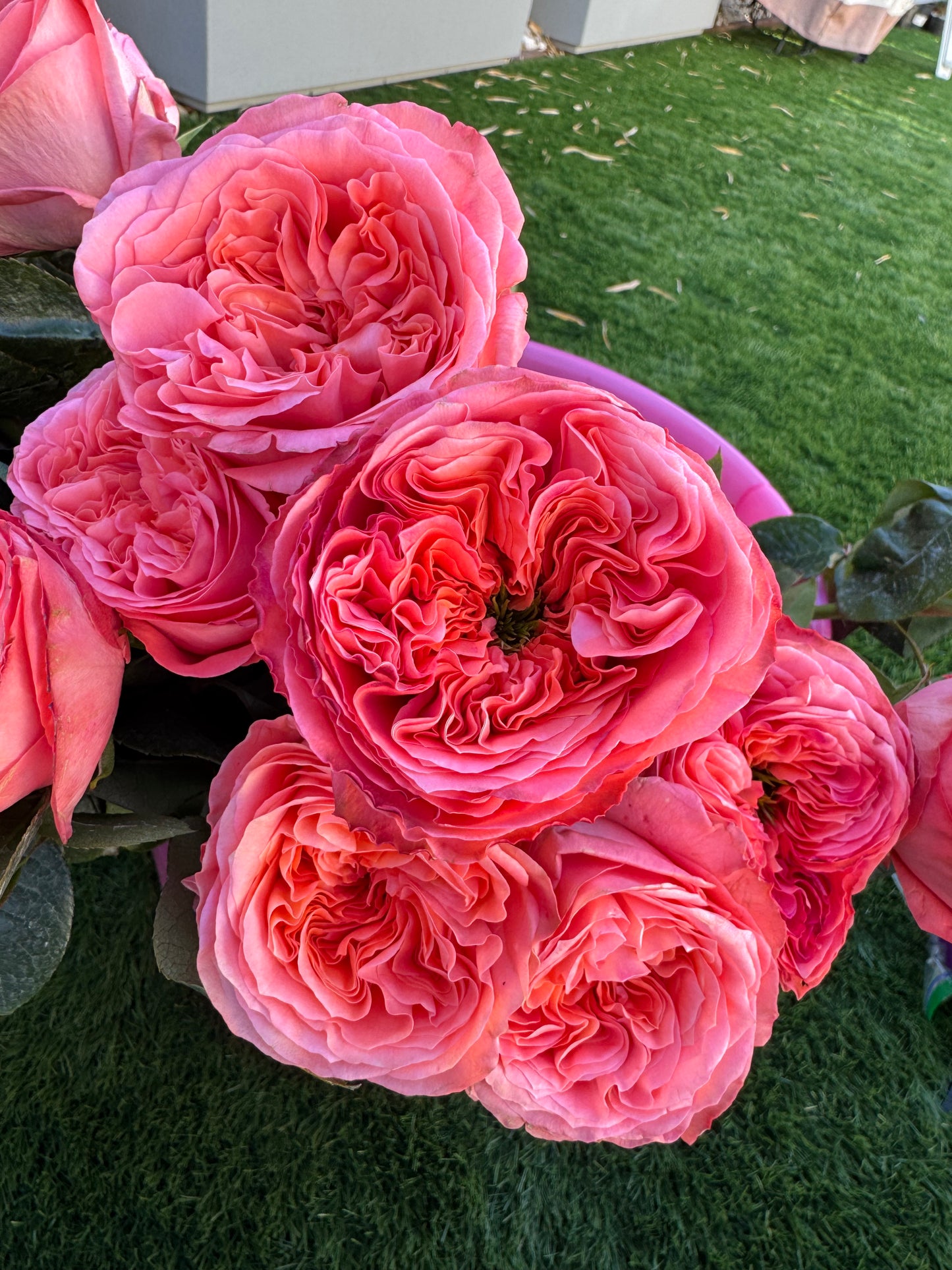 Rose Mandarin X-pression own root 6 inch